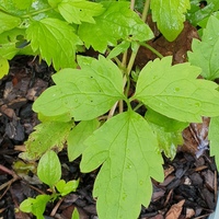 Clematis orientalis